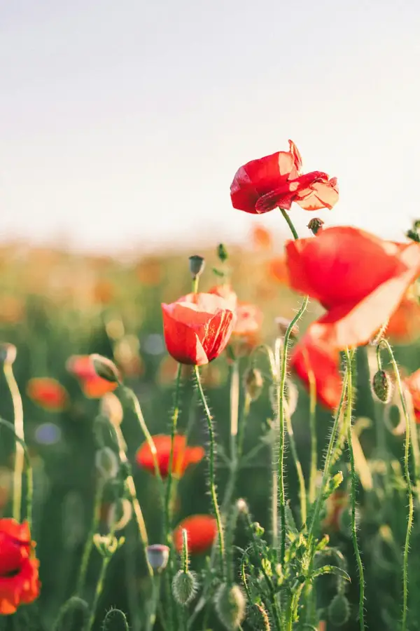 Red poppies in a sunlit field